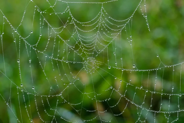 spider web, web, wet, waterdrop, dewdrop, droplets, nature, spider web, spider web, spider web, spider web, spider web, web, web, web, nature. Workflow automation triggers: the events US marketing ops teams wire first